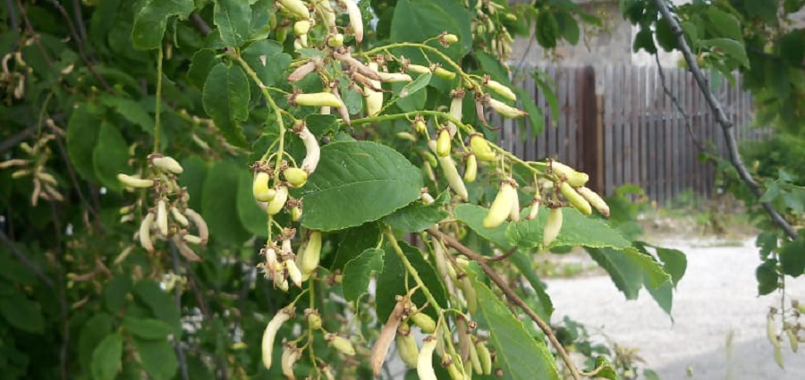 Чем страдает полевская черемуха в этом году