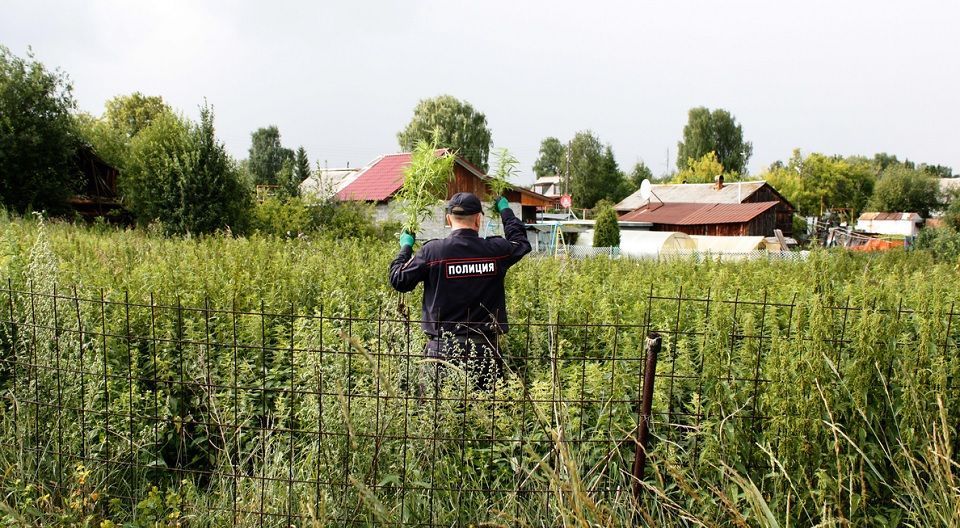 Полицейские уничтожили дикорастущую коноплю
