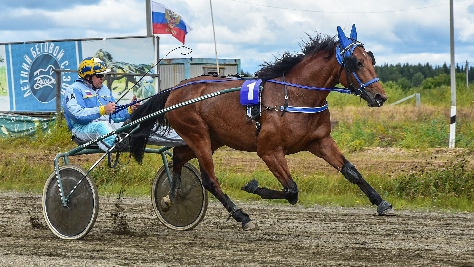Отлично выступил полевской жеребец