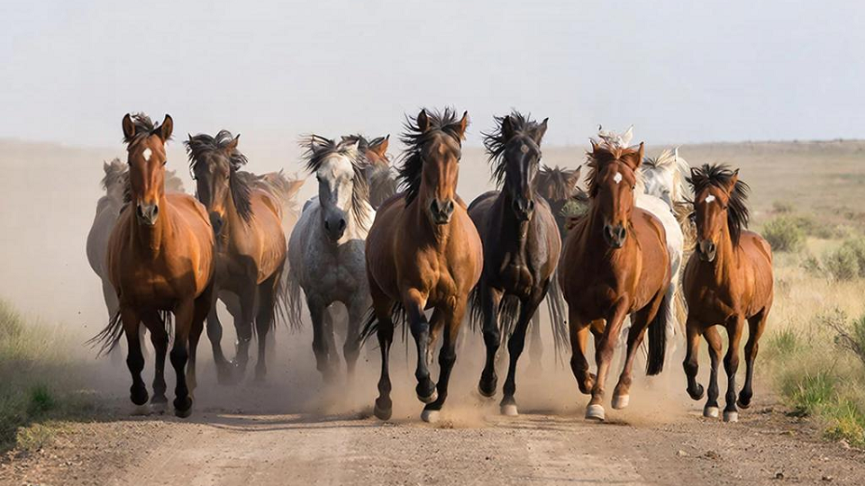 Попал под лошадь. Суд установил, кто кому теперь должен