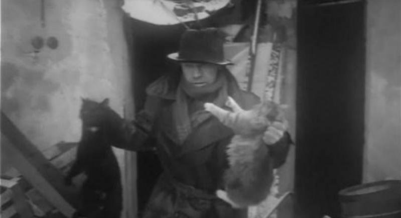 Областные муниципалитеты не могут найти подрядчиков для отлова бродячих животных