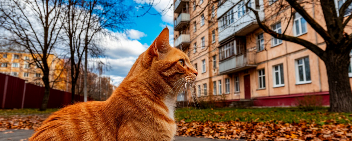 Золотая осень в Полевском на излете, но пока продолжается
