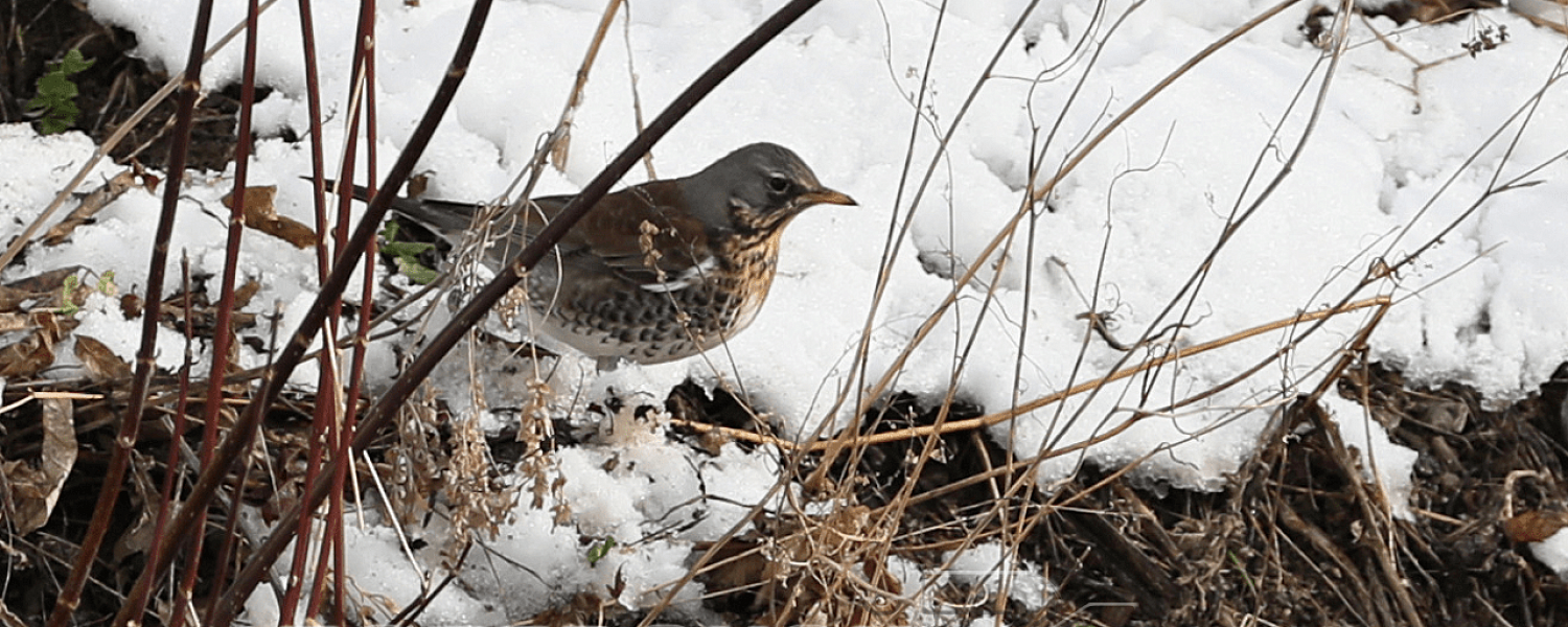 Уже слыхали, как поют дрозды? В Полевской возвращаются птицы