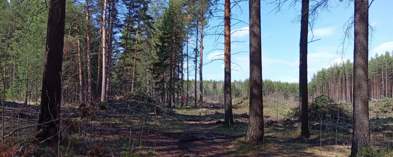 Что происходит в лесу возле кладбища. Разъяснение