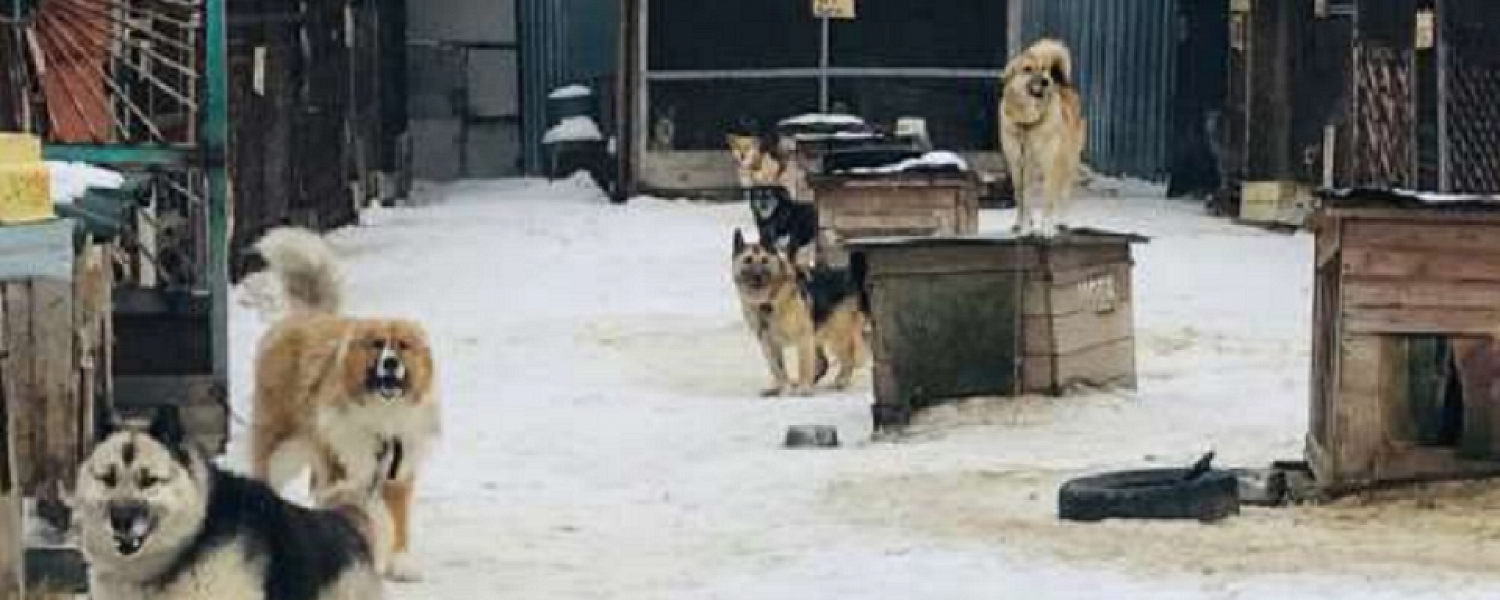 Приюта бы не было, если бы полевчане были ответственными